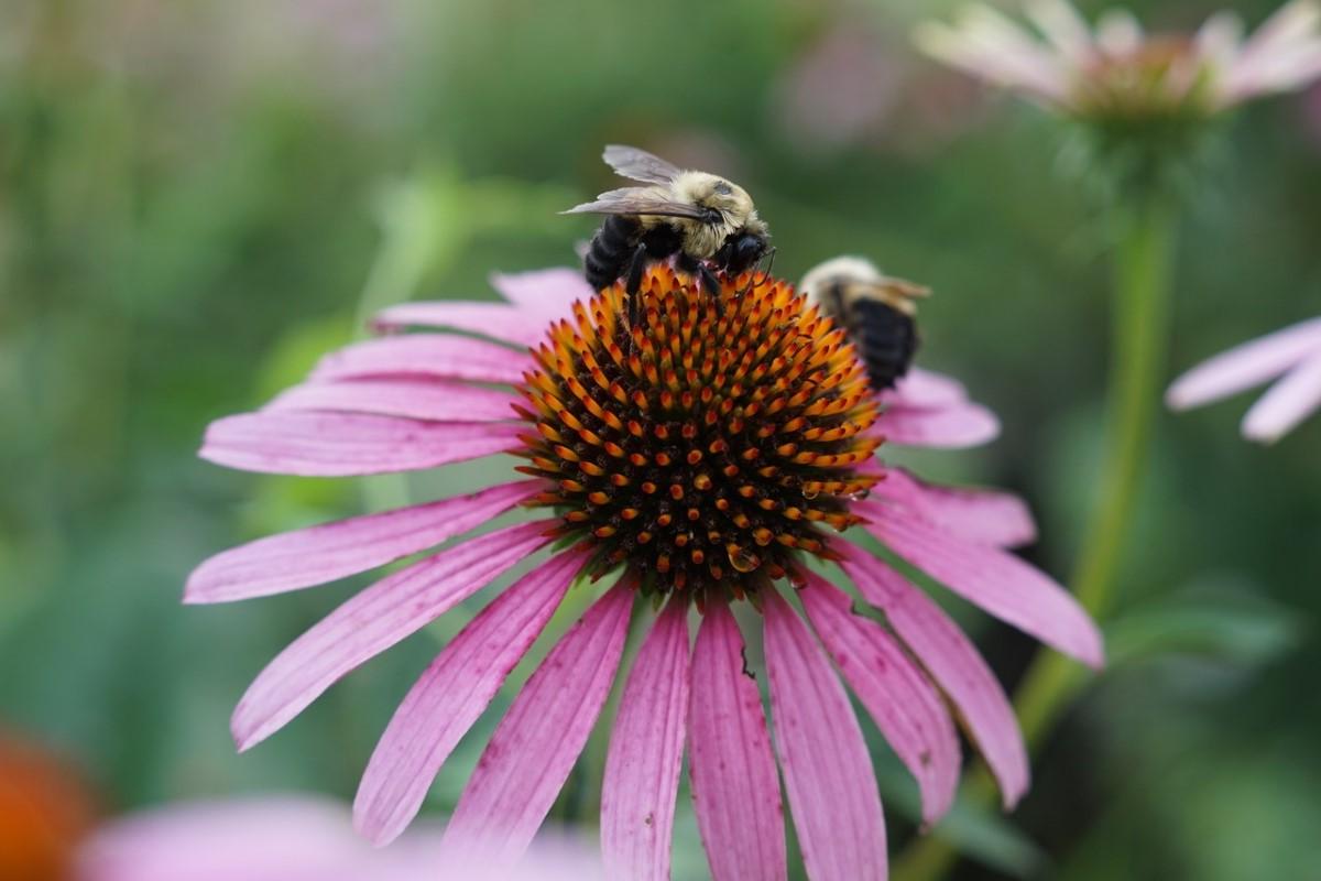 Bees on a Purple Coneflower